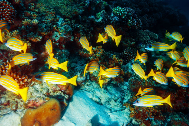 Saiba como "economia azul" beneficia biodiversidade marinha Saiba como "economia azul" beneficia biodiversidade marinha